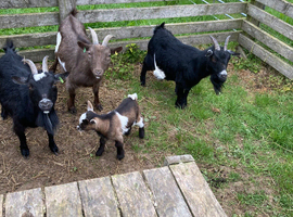 Two Pygmy goat boys looking for a 5 star home.