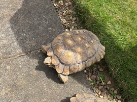 4 year old male sulcata