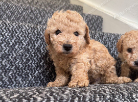 2 pups
