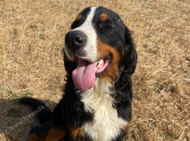 BERNESE MOUNTAIN DOG