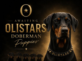 Exceptional Doberman Litter Due June | Olistars Stud