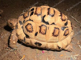 Leopard tortoise
