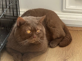 British shorthair cinnamon for stud