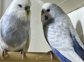 3 nice pair budgies for sale