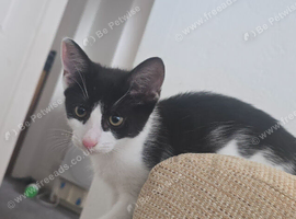 A lovely kitten for sale