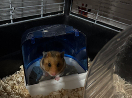 17 week old female Syrian hamster