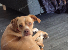 Forever home wanted