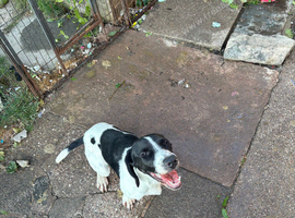 German pointer short haired
