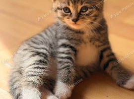 One little tabby  kitten for sale