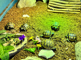 Mediterranean Spurthigh tortoises