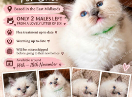 Beautiful Ragdoll Kittens