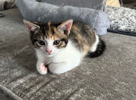 2 beautiful Kittens