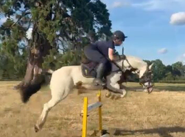 Romany13h , 7year old mare