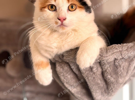 Long haired calico female cat