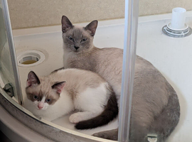For sale Russian blue pointed mix kitten's
