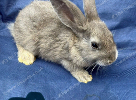 Baby rabbits