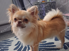 Long haired chihuahua for stud