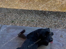 Beautiful Girl Willow