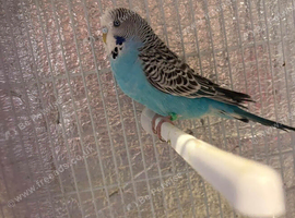 Budgie babies