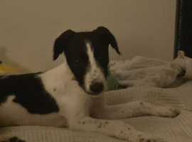 Puppy for sale