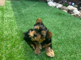 puppy biewer terrier
