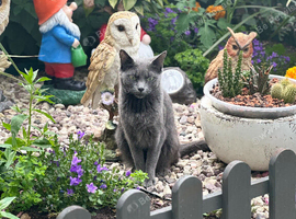 Boy and girl kittens
