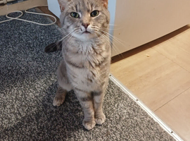 Male cat