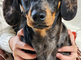 6 month male miniature dachshund Charlie