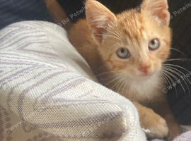 Ginger Kittens
