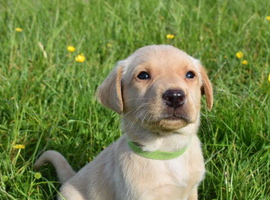 **STANLEY** Beautiful Labrador Boy Available