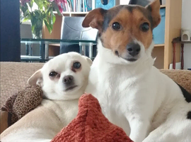 Jack-chi puppies
