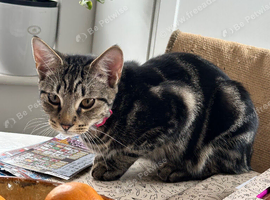 Sweet little kitten looking for forever home