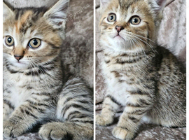 5 kittens x British blue shorthair crossed