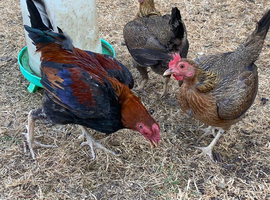 Old English Game bantam trio partridge