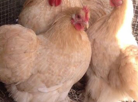 Pekin bantams Birds and hatching eggs