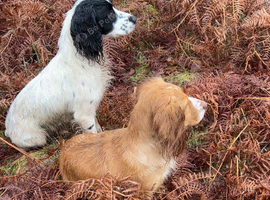 Cocker spaniels puppies