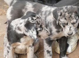 Blue Merle, Sable, Black and White Lollies