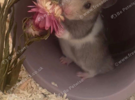Hamster for rehoming