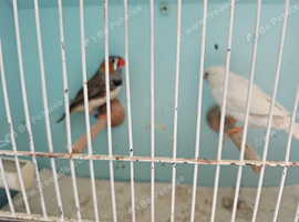 Pair of Zebra Finches