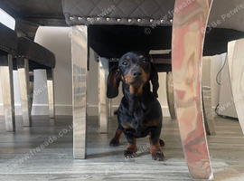 Dachshund