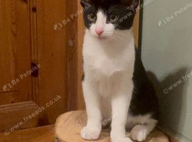 2 bonded pairs of beautiful kittens