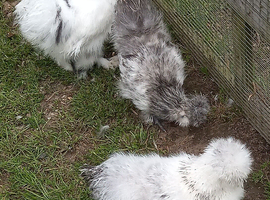 Free good quality silkie bantam Cockerels.