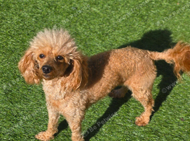 Red/Apricot Toy Poodle