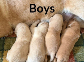 Stunning Labrador pups