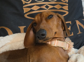 Dachshund female