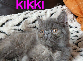 STUNNING PEDIGREE PERSIAN EXOTICS