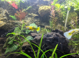 24K Gold Guppies - (cull tank)