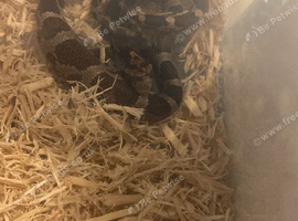 Baby corn snake with full set up