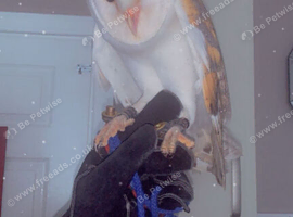 female barn owl