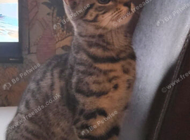 6-month-old female cat for adoption